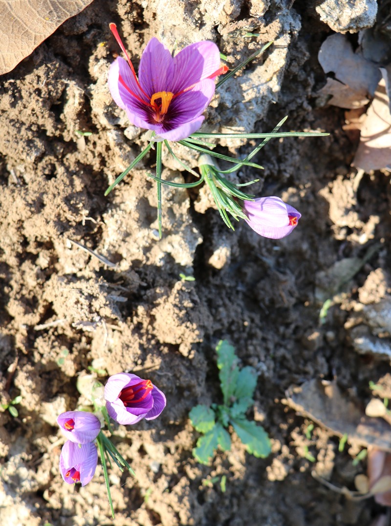 Изображение особи Crocus sativus.