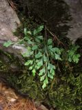 Asplenium ruta-muraria