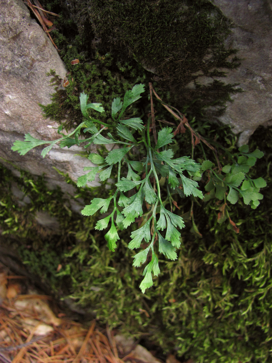 Изображение особи Asplenium ruta-muraria.