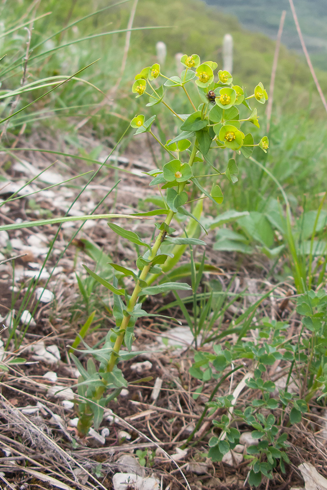 Изображение особи Euphorbia condylocarpa.