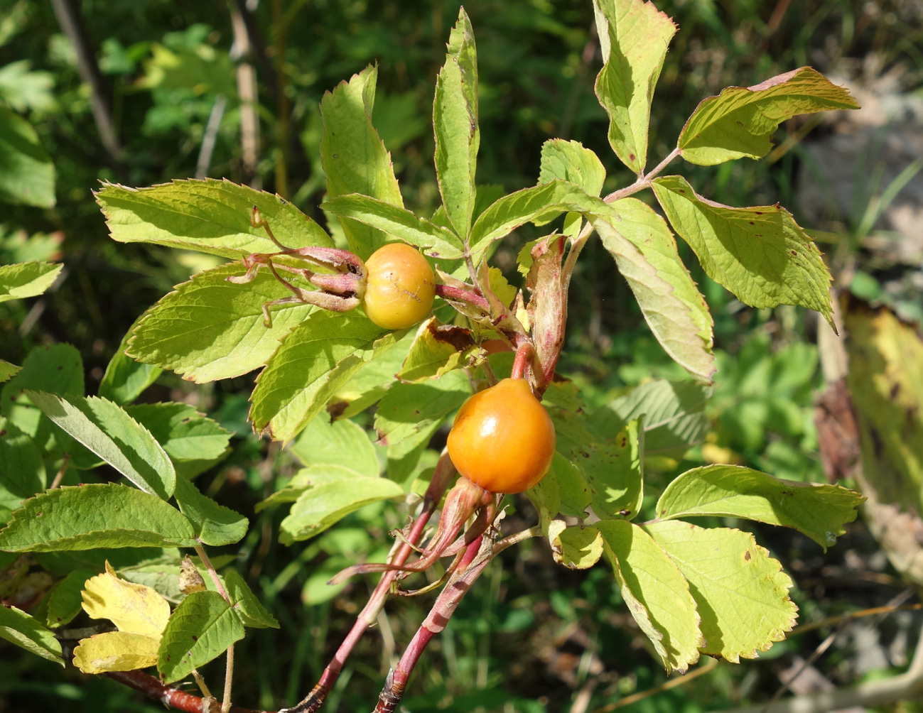 Изображение особи Rosa amblyotis.