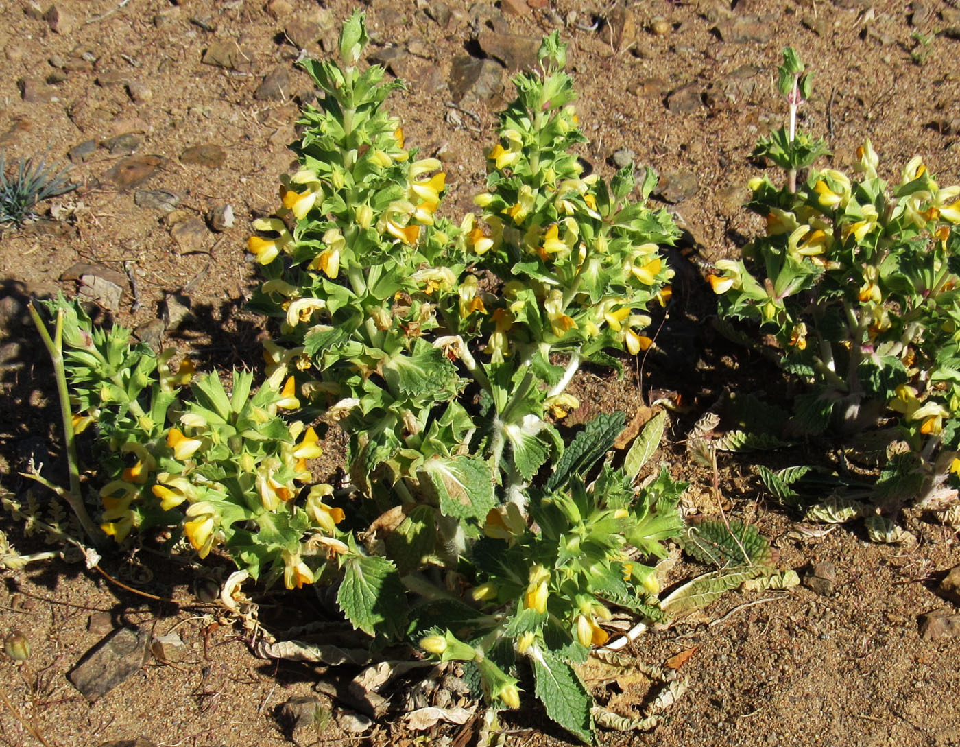 Image of Eremostachys affinis specimen.