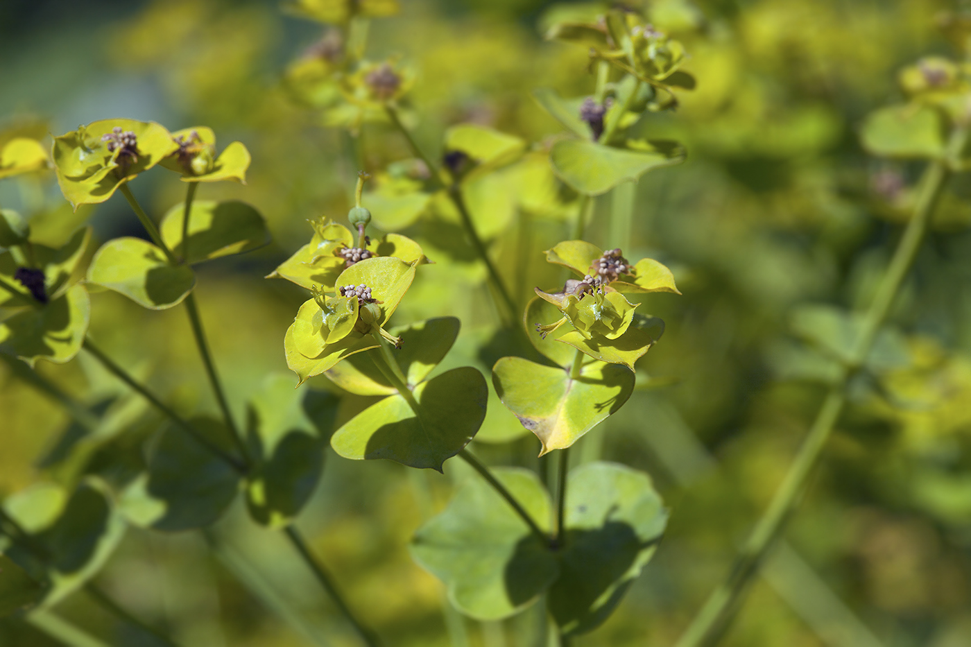 Изображение особи Euphorbia virgata.