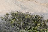 Coccoloba uvifera. Верхушка растения после плодоношения. Перу, регион La Libertad, пос. Huanchaco, закреплённые дюны. 24.10.2019.