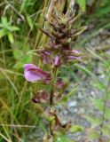 Pedicularis resupinata