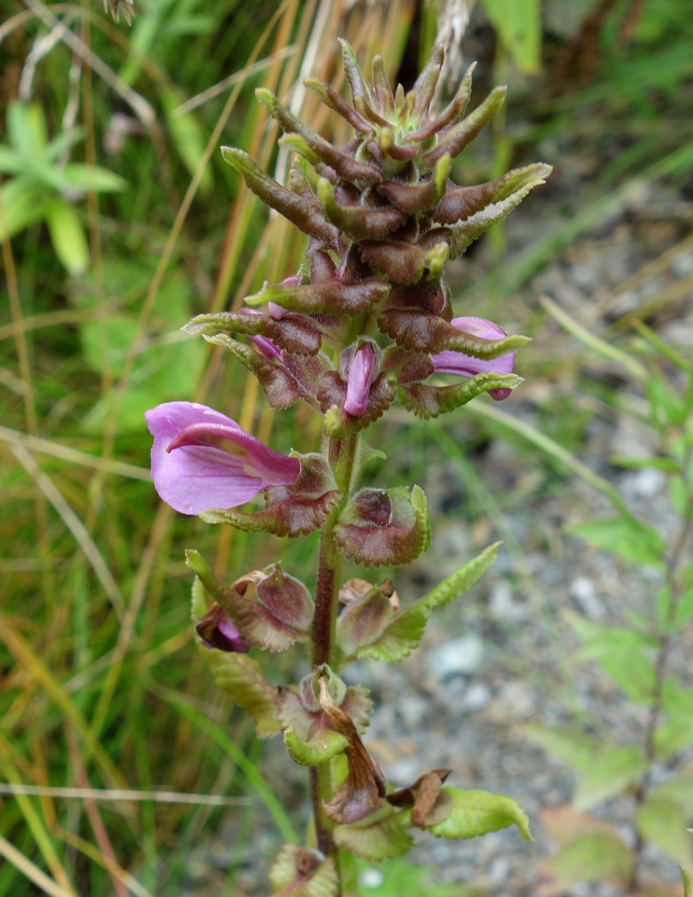 Изображение особи Pedicularis resupinata.