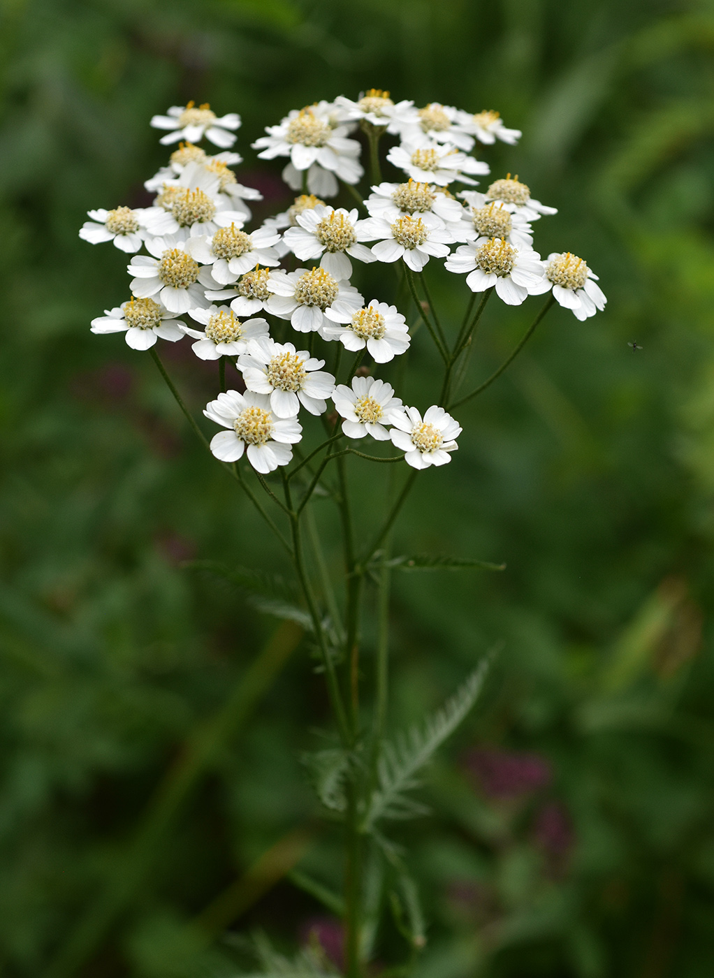 Image of Achillea impatiens specimen.