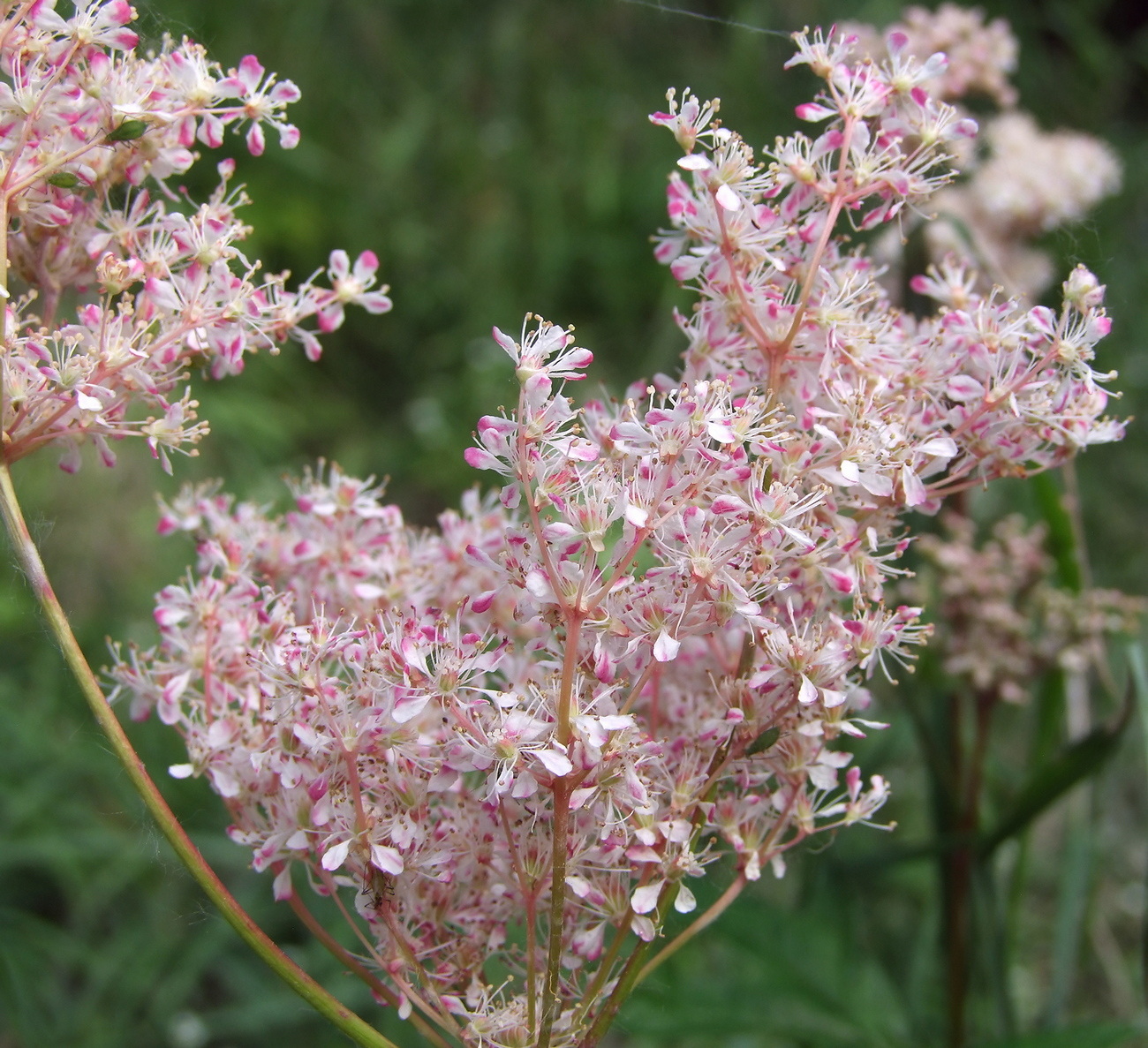 Изображение особи Filipendula palmata.