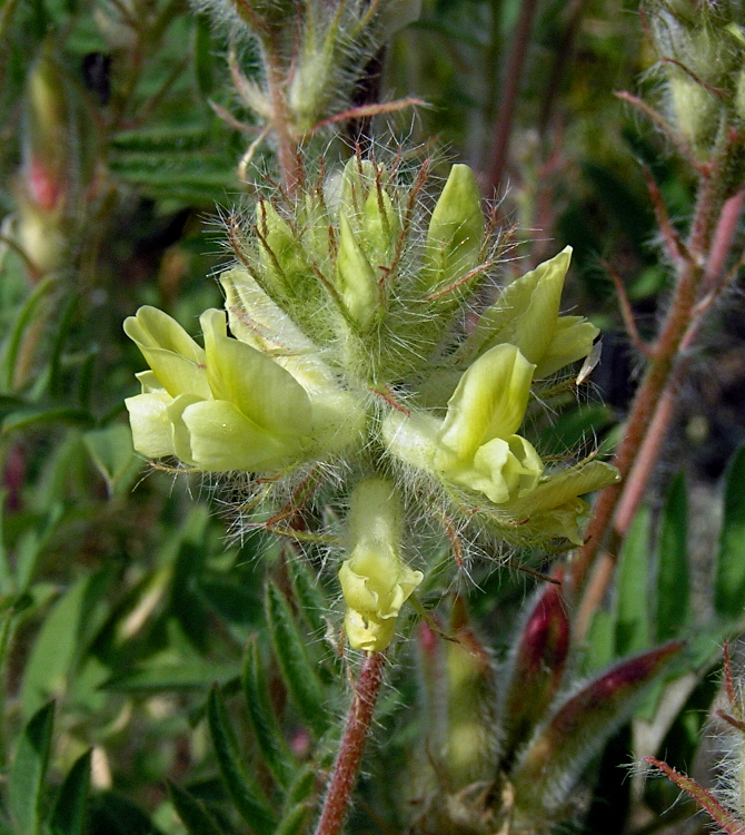 Изображение особи Oxytropis pilosa.