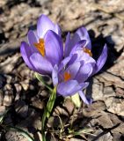 Crocus veluchensis