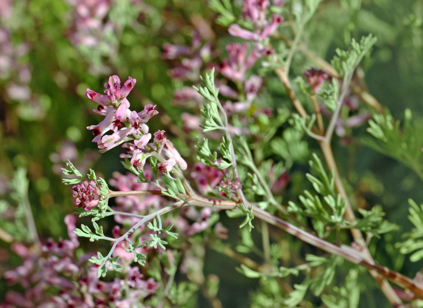 Image of Fumaria vaillantii specimen.