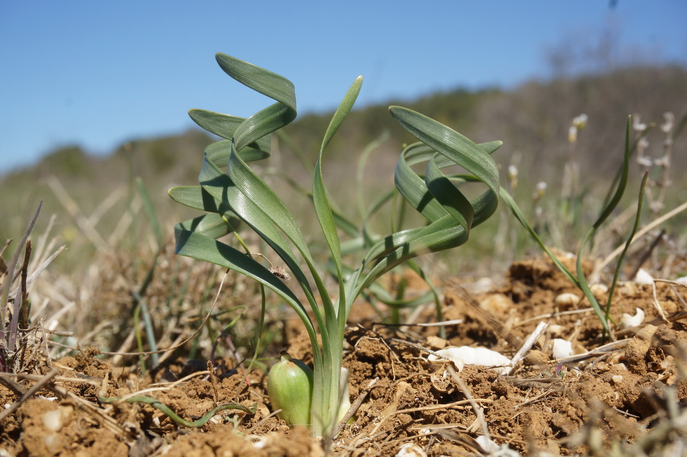 Image of Sternbergia colchiciflora specimen.