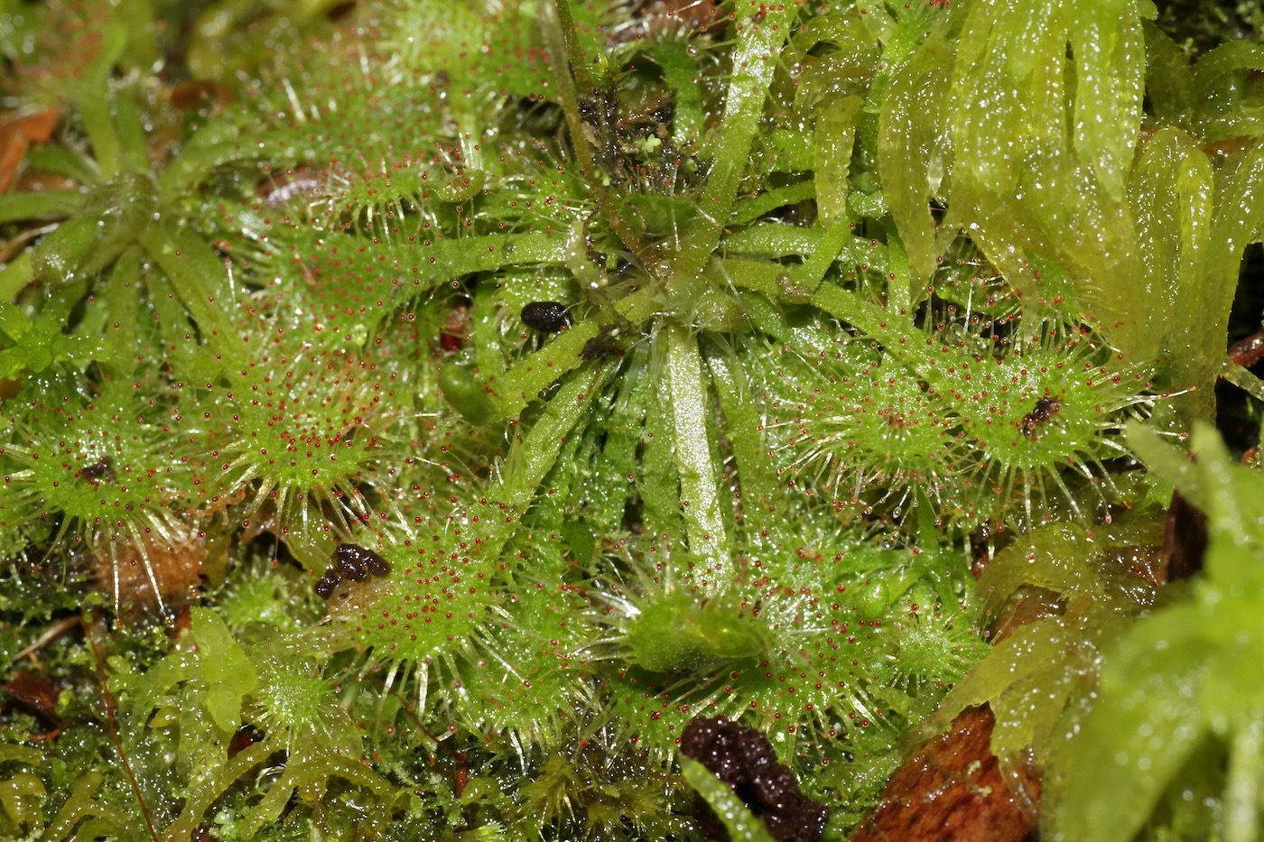 Изображение особи Drosera spatulata.