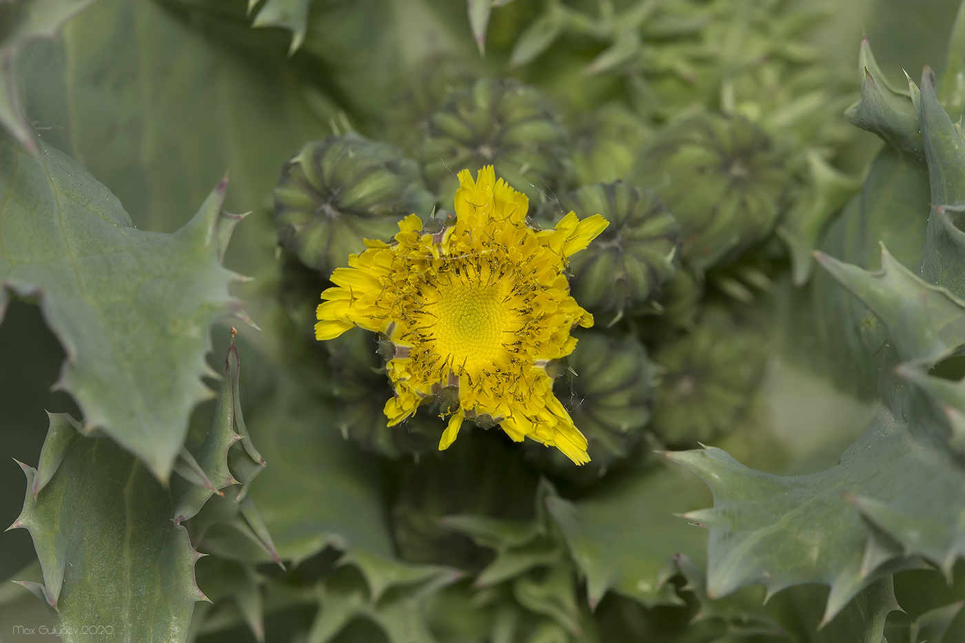 Изображение особи Sonchus asper.