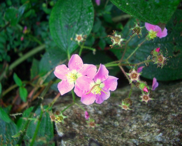 Image of Tibouchina incarum specimen.