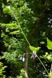 Solanum dulcamara