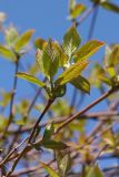 Actinidia kolomikta. Верхушка веточки с молодыми листьями. Ленинградская обл., пос. Дубки, в культуре. 24.05.2020.