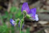 Lathyrus laxiflorus