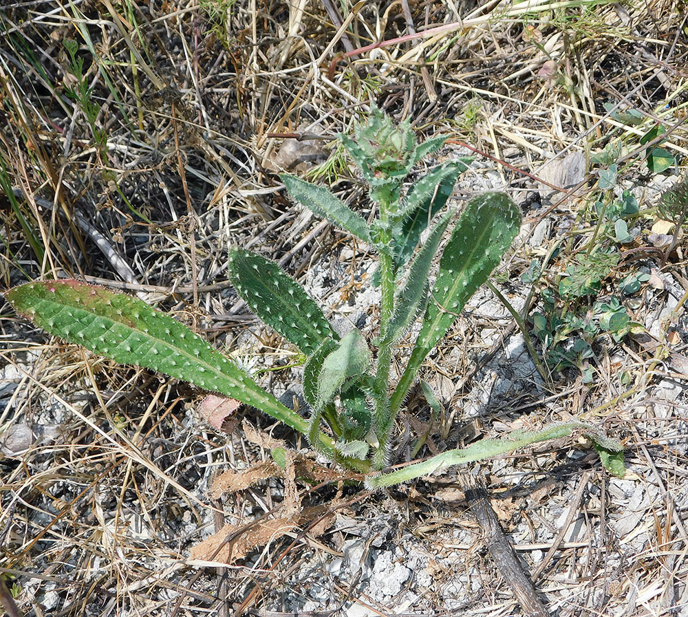 Изображение особи Helminthotheca echioides.