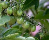 Lycopersicon esculentum. Соплодие с незрелыми плодами. Московская обл., Раменский р-н, окр. дер. Хрипань, садовый участок (теплица). 29.06.2020.