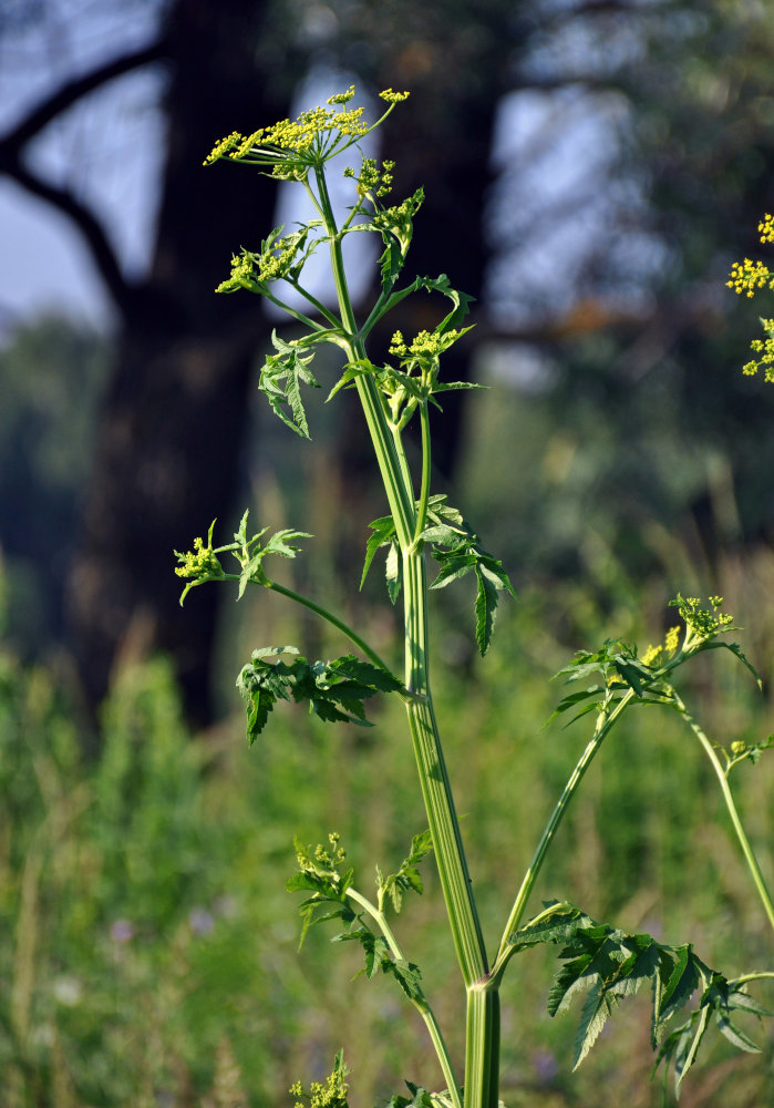 Image of Pastinaca sativa specimen.