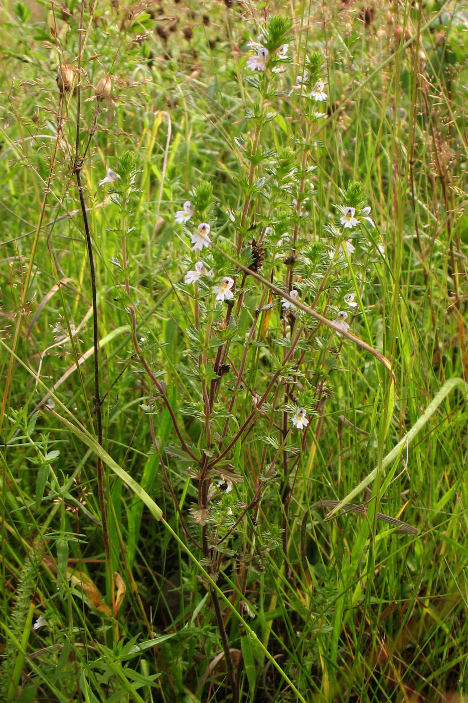 Изображение особи род Euphrasia.