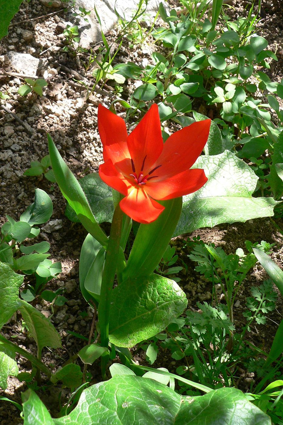 Image of Tulipa praestans specimen.