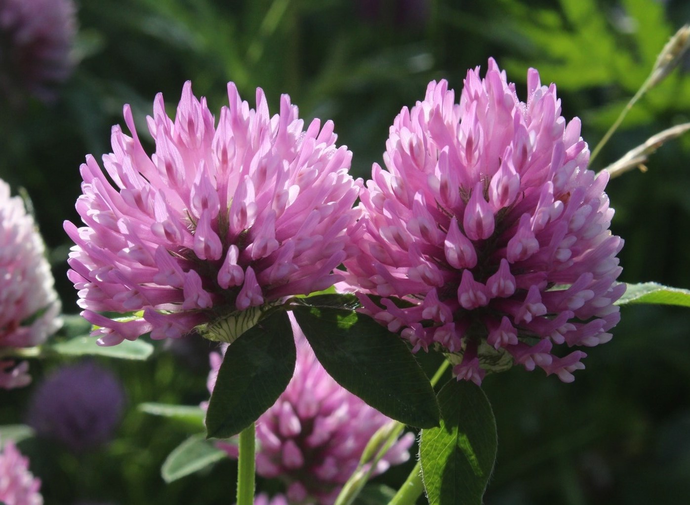 Изображение особи Trifolium pratense.