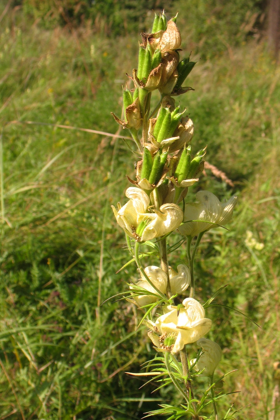 Изображение особи Aconitum nemorosum.