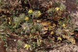 Clematis orientalis