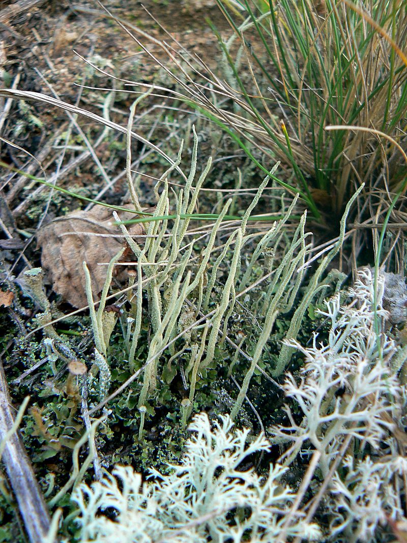 Изображение особи Cladonia coniocraea.