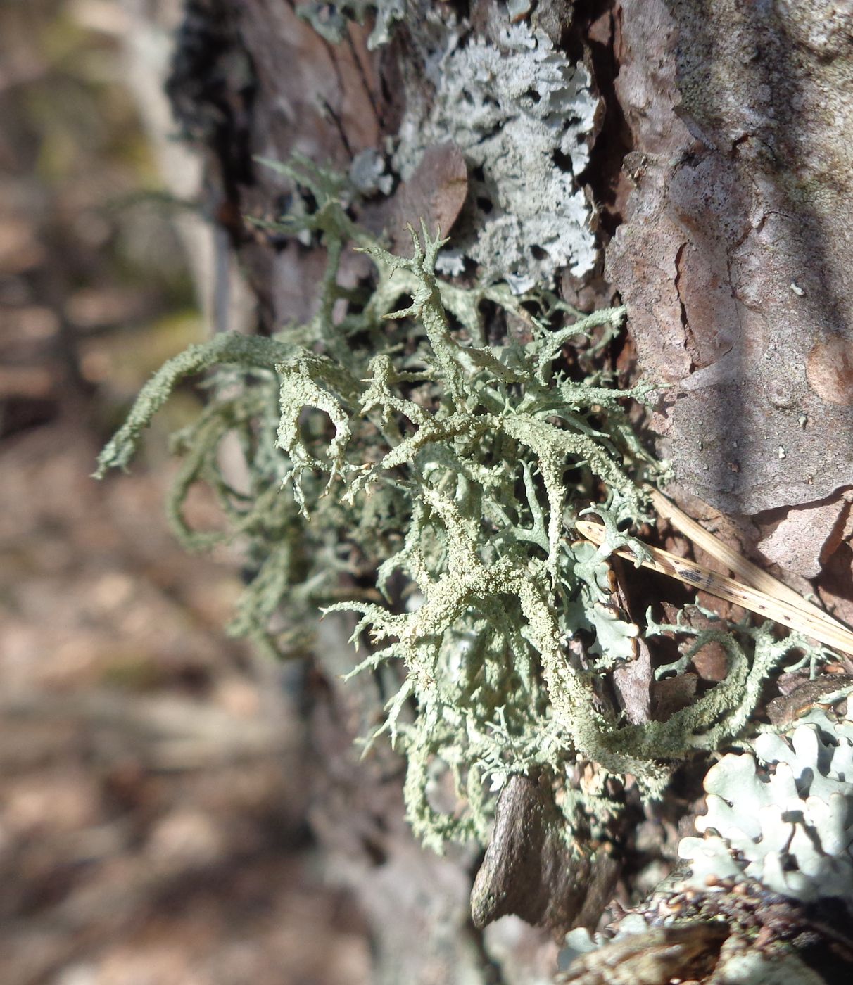 Image of genus Evernia specimen.