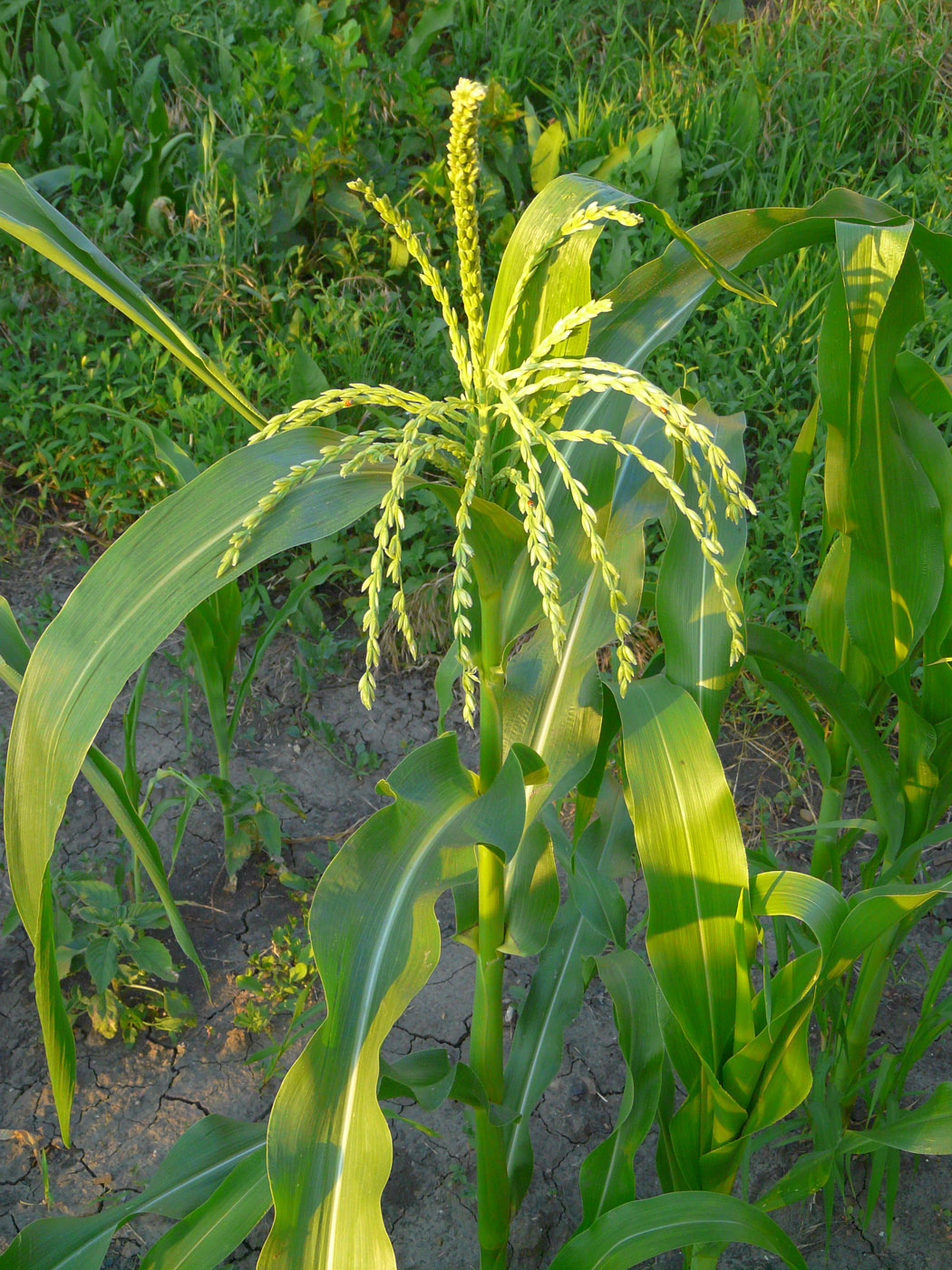Image of Zea mays specimen.