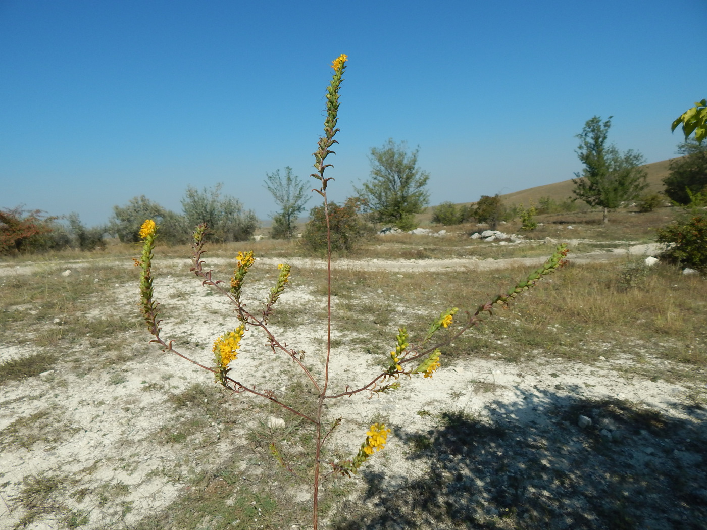 Изображение особи Orthanthella lutea.