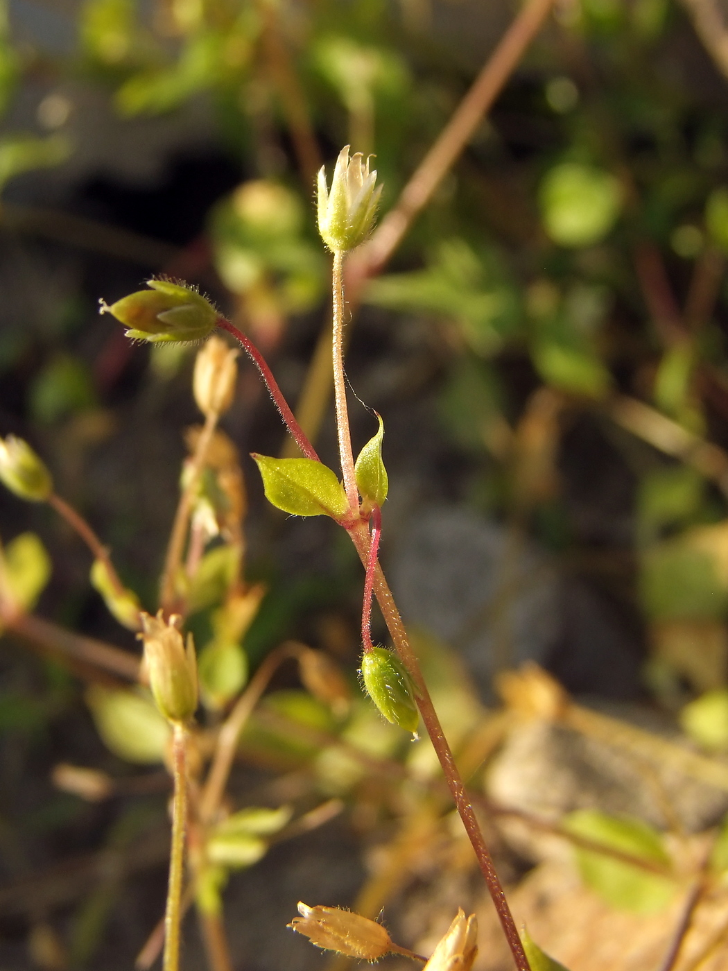 Image of Stellaria media specimen.