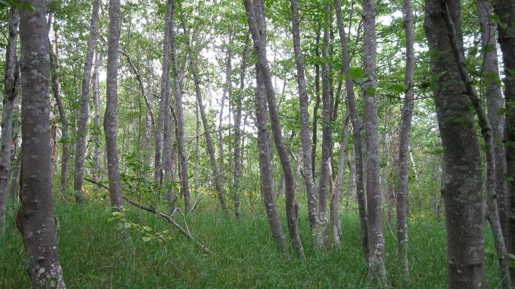 Image of Alnus hirsuta specimen.