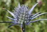 Eryngium bourgatii. Соцветие. Испания, автономное сообщество Каталония, провинция Барселона, комарка Бергеда, муниципалитет Сальдес, подножие горы Педрафорка, окр. горного приюта \"Луис Эстасен\", 1675 м н.у.м., разнотравье на опушке соснового (Pinus uncinata) леса. 16.07.2020.