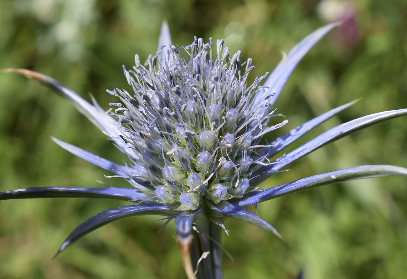 Изображение особи Eryngium bourgatii.