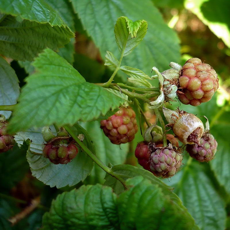 Image of Rubus idaeus specimen.