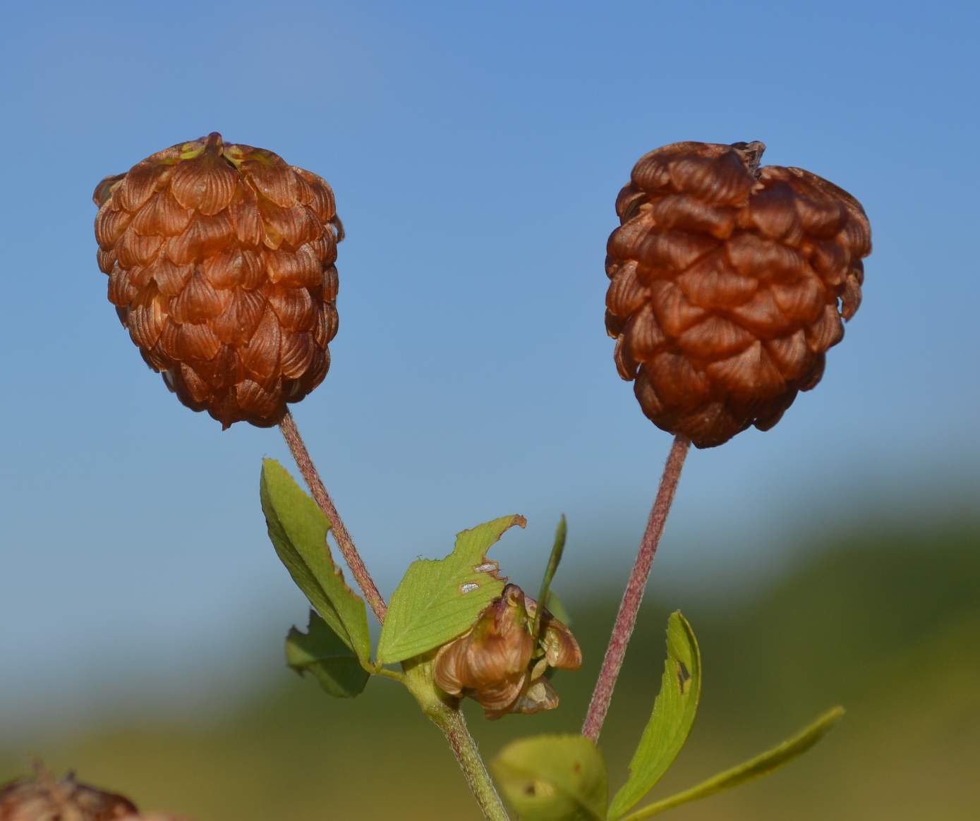 Изображение особи Trifolium aureum.