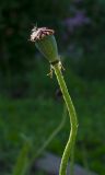 Papaver orientale. Верхушка побега с незрелым плодом. Пермский край, пос. Юго-Камский, частное подворье. 17 июня 2020 г.