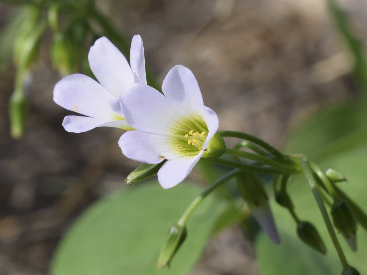 Изображение особи Oxalis debilis.