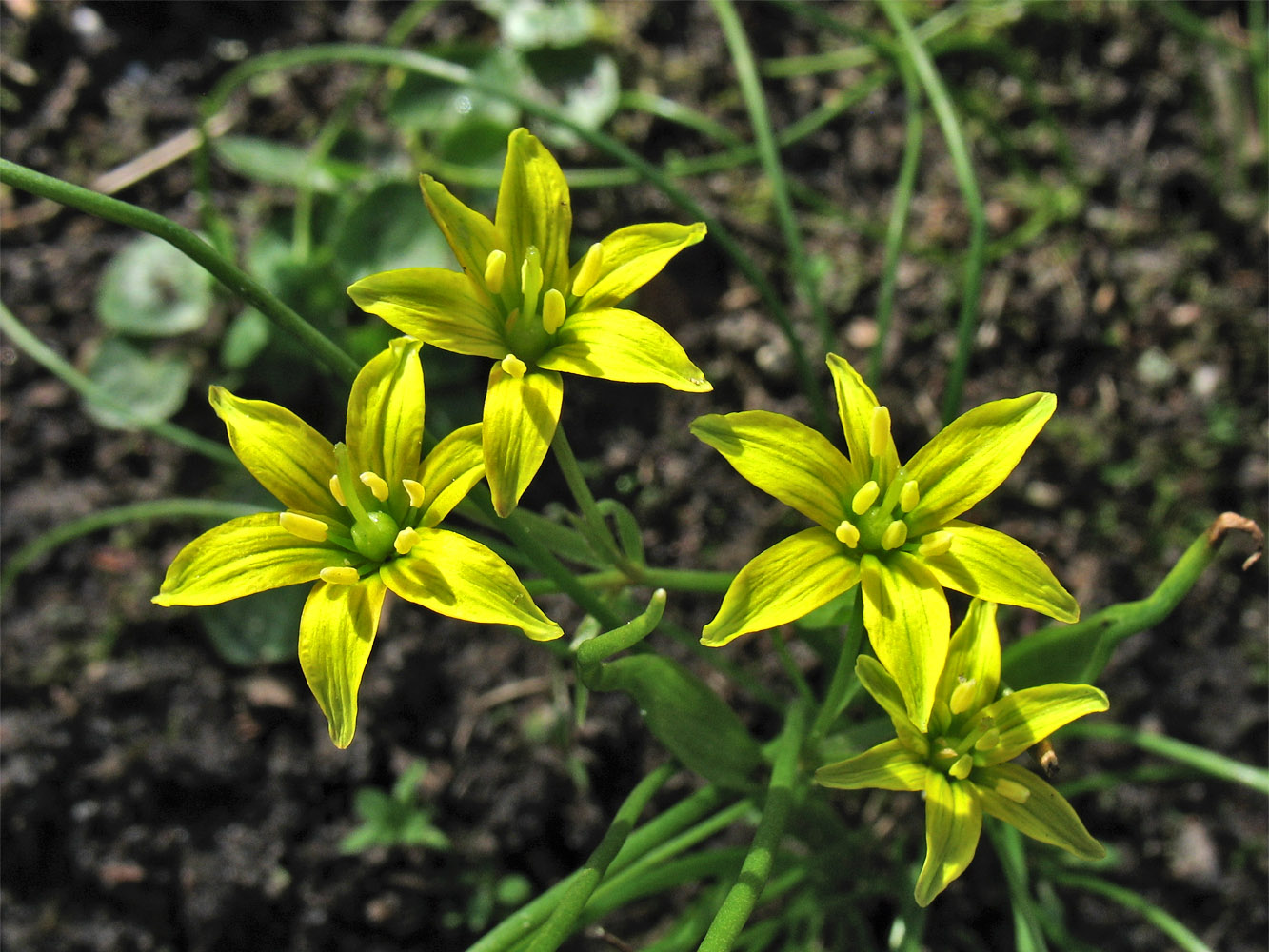 Image of Gagea spathacea specimen.