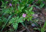 Geranium robertianum. Цветок и лист. Московская обл., окр. г. Железнодорожный, опушка смешанного леса. 25.05.2020.