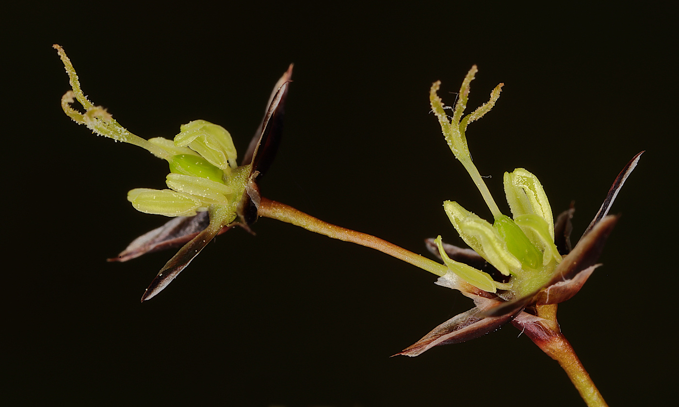 Image of Luzula pilosa specimen.