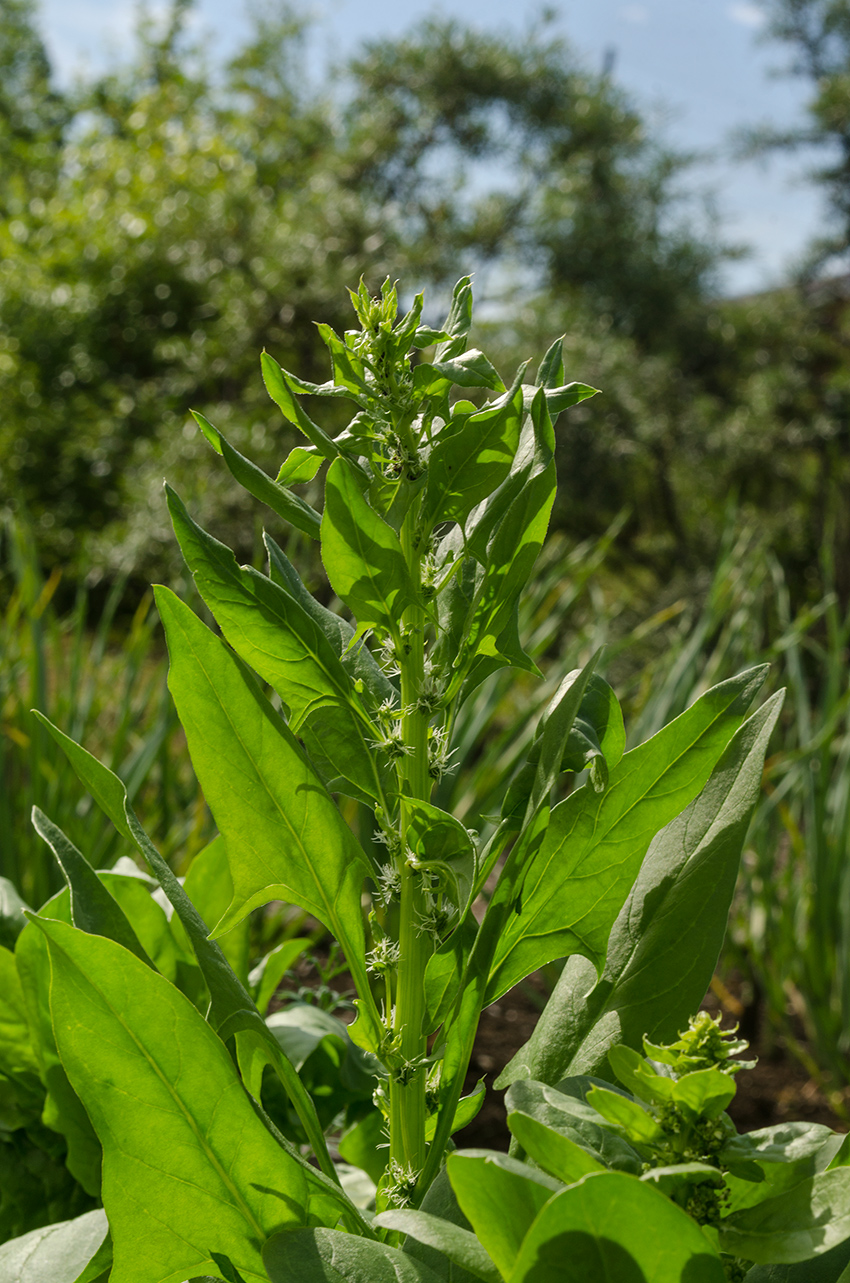 Image of Spinacia oleracea specimen.