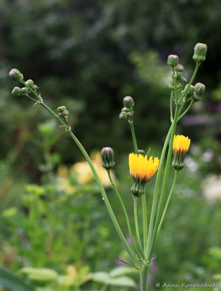 Image of Sonchus arvensis ssp. uliginosus specimen.