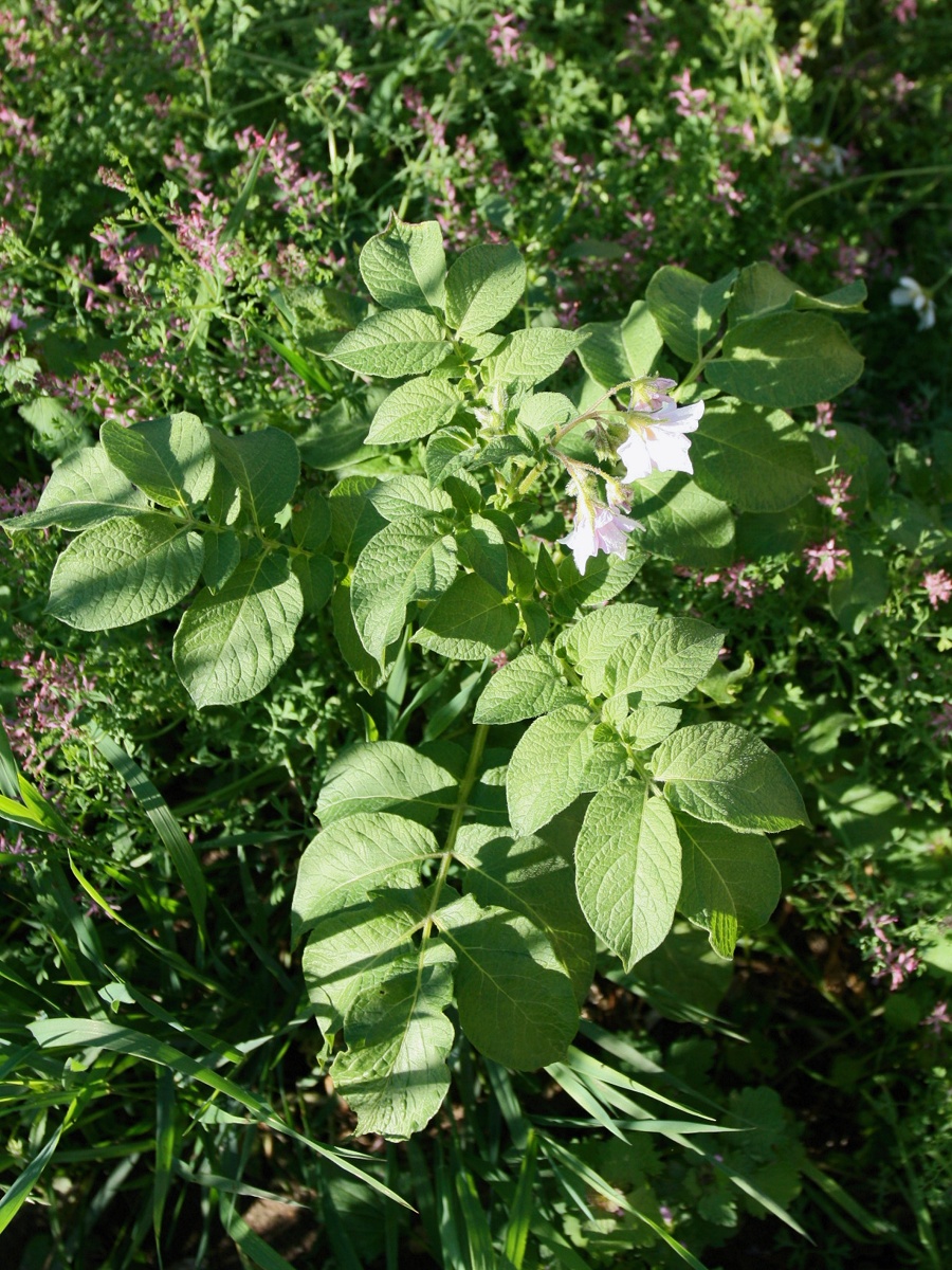 Изображение особи Solanum tuberosum.