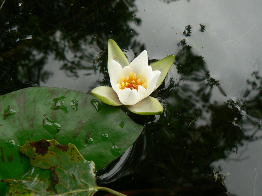 Image of Nymphaea tetragona specimen.