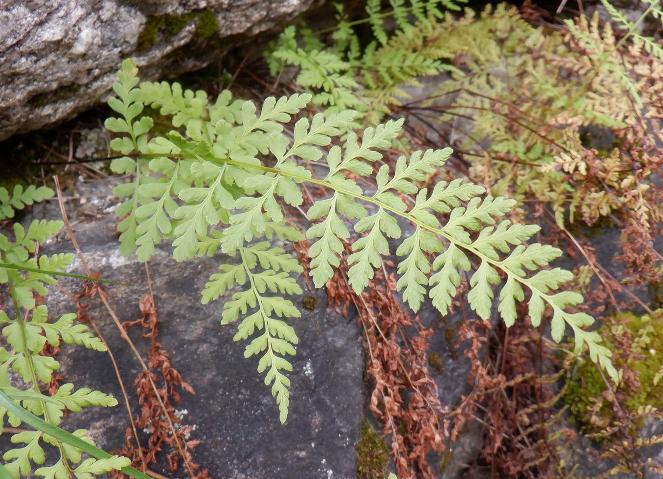 Изображение особи Cystopteris fragilis.